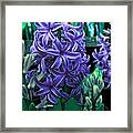 Purple Passion Framed Print