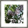 Purple Petals Framed Print