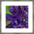 Purple Petals Framed Print