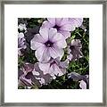 Purple Petunias Framed Print