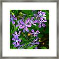 Purple Phlox In The Woods Framed Print