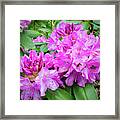 Purple Rhododendron Framed Print