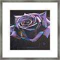 Purple Rose Framed Print