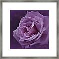 Purple Rose Of November Framed Print