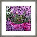 Purple Roses, Pinks And White Framed Print