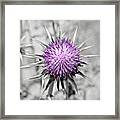 Purple Scrub Framed Print