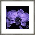 Purple Shades Of Orchids Framed Print
