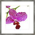 Purple Spotted Orchid On White Framed Print