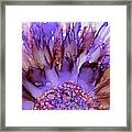 Purple Sunflower Framed Print