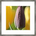 Purple Tulip Bud Framed Print