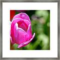 Purple Tulip Framed Print