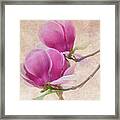 Purple Tulip Magnolia Framed Print