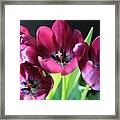 Magenta Tulips #1 Framed Print