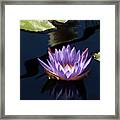 Purple Water Lily Framed Print
