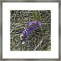 Purple Wildflower Framed Print