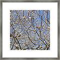 Pussywillows Bursting To Life Framed Print