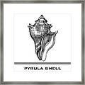 Pyrula Shell Framed Print
