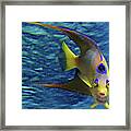 Queen Angel Fish Framed Print
