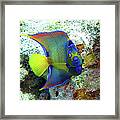 Queen Angelfish Framed Print