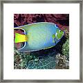 Queen Angelfish, U. S. Virgin Islands 3 Framed Print