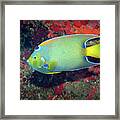 Queen Angelfish, U. S. Virgin Islands 5 Framed Print