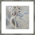 Queen Anne's Lace Covered In Frost Framed Print