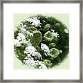 Queen Annes Lace Framed Print