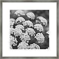 Queen Anne's Lace Floral Monochrome Framed Print