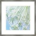 Queen Anne's Lace Framed Print