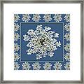 Queen Anne's Lace With Border Framed Print