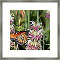 Queen Butterfly And Purple Wildflowers Framed Print