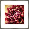 Queen Dahlia Framed Print