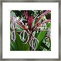 Queen Emma Lily Framed Print