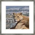 Queen Of The Mountain Framed Print