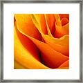 Queen Rose Framed Print