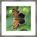 Question Mark Butterfly - Top View 1 Framed Print