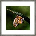 Question Mark Butterly On Agave Framed Print