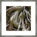 Quinault Valley Olympic Peninsula Wa - Exposed Root Structure Of A Giant Tree Framed Print