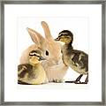 Rabbit And Ducklings Framed Print