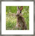 Rabbit Collector Framed Print