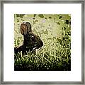 Rabbit In Meadow Framed Print