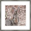 Rabbit Stare Framed Print
