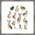 Rabbits And Hares Framed Print