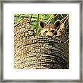 Raccoon At Edisto Beach Framed Print