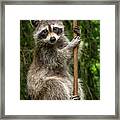 Raccoon Pole Dancer - Wildlife In The Bird Yard Framed Print
