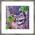 Raccoon's Sleepy Hollow Framed Print