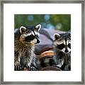 Racoons On The Roof Framed Print