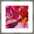 Radiant Pink Iris 1 Framed Print