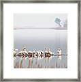 Raft Of Pelicans At Blackwater Nwr Framed Print