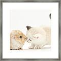 Ragdoll-cross Kitten And Baby Guinea Pig Framed Print